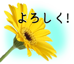 A floral message! Gerbera sticker #15912012