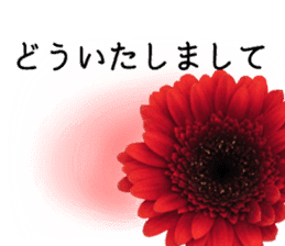 A floral message! Gerbera sticker #15912013