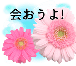 A floral message! Gerbera sticker #15912014