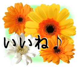 A floral message! Gerbera sticker #15912015
