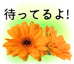 A floral message! Gerbera sticker #15912017