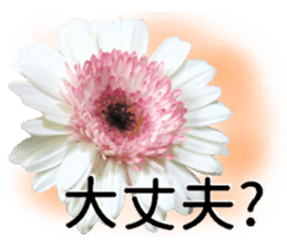 A floral message! Gerbera sticker #15912018