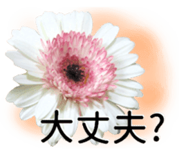 A floral message! Gerbera sticker #15912018