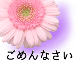 A floral message! Gerbera sticker #15912020