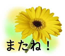 A floral message! Gerbera sticker #15912021