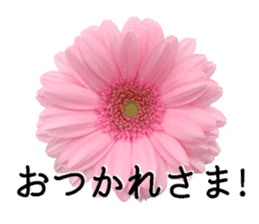 A floral message! Gerbera sticker #15912023