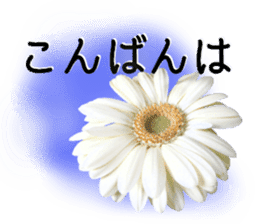 A floral message! Gerbera sticker #15912024