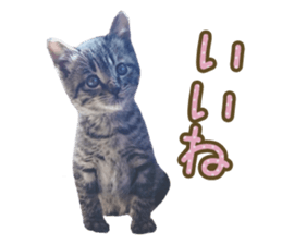 Bell and Rai sticker #15912074