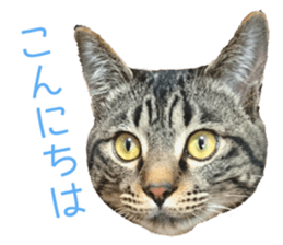 Bell and Rai sticker #15912076