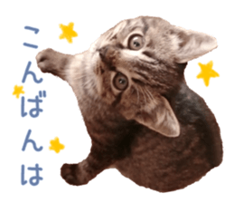 Bell and Rai sticker #15912077