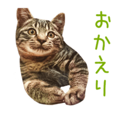 Bell and Rai sticker #15912083