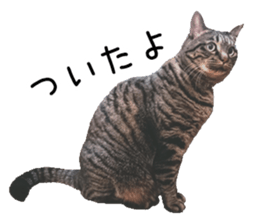 Bell and Rai sticker #15912085