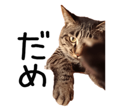 Bell and Rai sticker #15912086