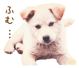 Bell and Rai sticker #15912092