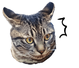 Bell and Rai sticker #15912097