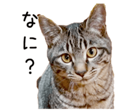 Bell and Rai sticker #15912098