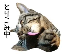 Bell and Rai sticker #15912099