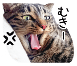 Bell and Rai sticker #15912101