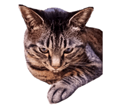 Bell and Rai sticker #15912108