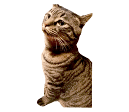 Bell and Rai sticker #15912109