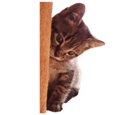 Bell and Rai sticker #15912110