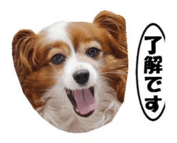 active dog papy-2 sticker #15913440
