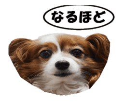 active dog papy-2 sticker #15913445