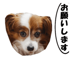 active dog papy-2 sticker #15913449