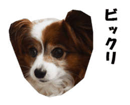 active dog papy-2 sticker #15913453