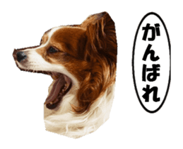 active dog papy-2 sticker #15913454