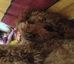 MuMuLife sticker #15914134