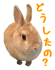 House fluffy rabbit sticker #15918138