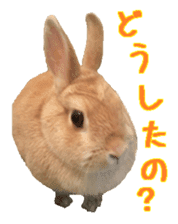 House fluffy rabbit sticker #15918138