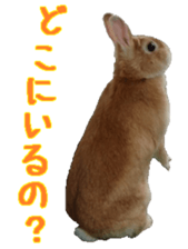 House fluffy rabbit sticker #15918139
