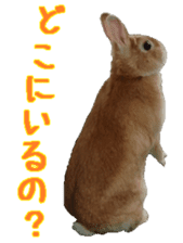 House fluffy rabbit sticker #15918139