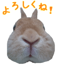 House fluffy rabbit sticker #15918140