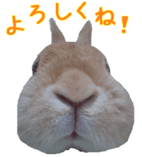 House fluffy rabbit sticker #15918140