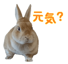 House fluffy rabbit sticker #15918141