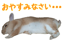 House fluffy rabbit sticker #15918142