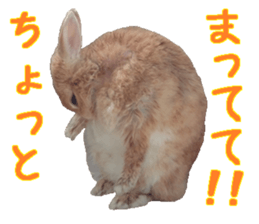 House fluffy rabbit sticker #15918143