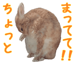 House fluffy rabbit sticker #15918143