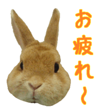 House fluffy rabbit sticker #15918144