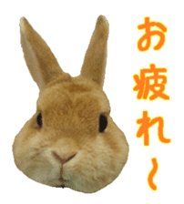 House fluffy rabbit sticker #15918144