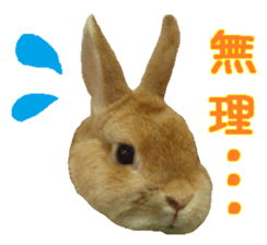 House fluffy rabbit sticker #15918145