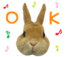 House fluffy rabbit sticker #15918146