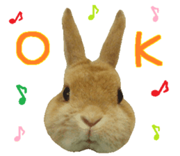 House fluffy rabbit sticker #15918146