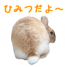 House fluffy rabbit sticker #15918147
