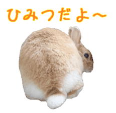 House fluffy rabbit sticker #15918147