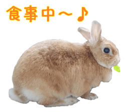 House fluffy rabbit sticker #15918148