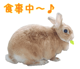 House fluffy rabbit sticker #15918148